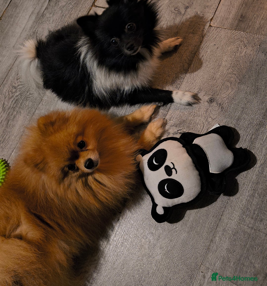 Pomeranian dogs for sale: Pomeranian dogs are looking for a loving home - Image 5