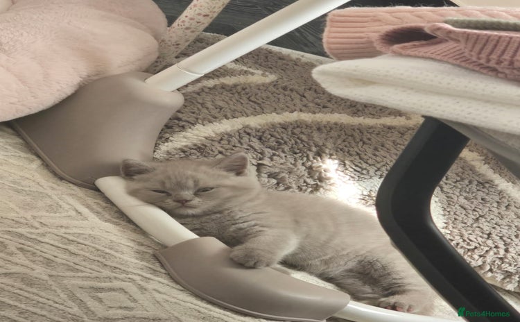 British Shorthair cats - Advert 8