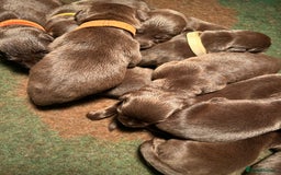 Labrador Retriever dogs for sale: Chunky Chocolate Labrador Puppies  - Image 11