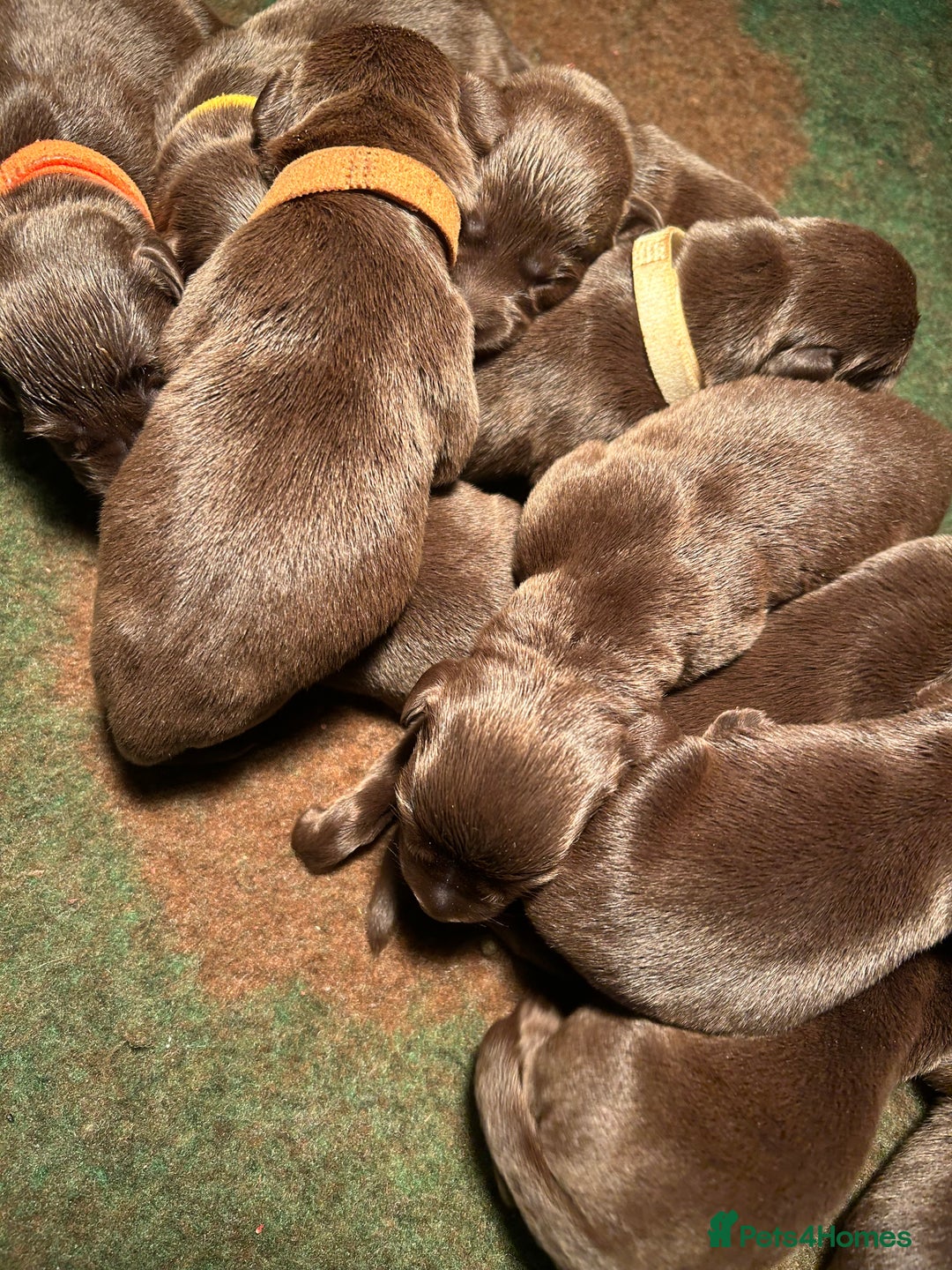 Labrador Retriever dogs for sale: Chunky Chocolate Labrador Puppies  - Image 11