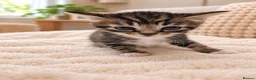 Mixed Breed cats for sale: Beautiful tabby kittens - Advert 6