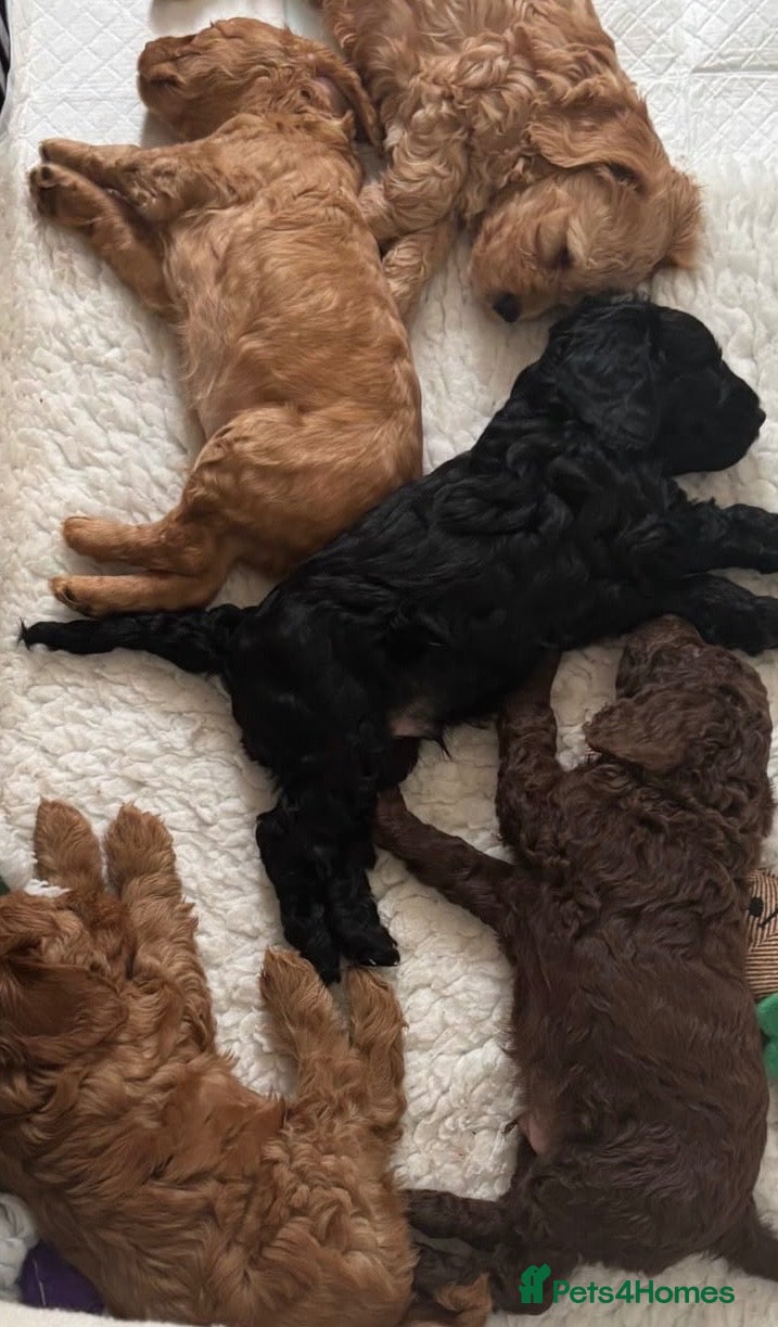 Cockapoo dogs Beautiful Cockapoos -  Family Raised - Advert 2