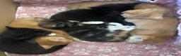 Mixed Breed cats for sale: Cute, Cuddly Kittens Ready for Their Forever Homes - Advert 1
