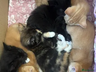 Mixed Breed cats Cute, Cuddly Kittens Ready for Their Forever Homes - Advert 1