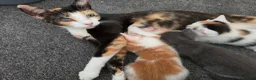 Mixed Breed cats for sale: • 4 Lovely Kittens – Looking For Loving Families - Advert 1
