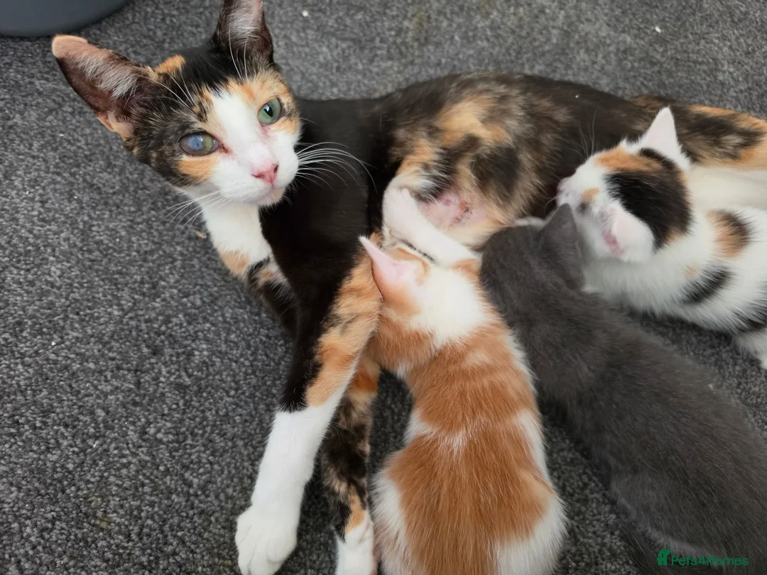 Mixed Breed cats for sale: • 4 Lovely Kittens – Looking For Loving Families - Advert 1