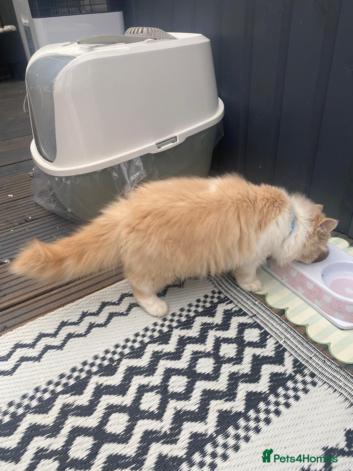Persian cats Cute Persian looking for new home  - Advert 22