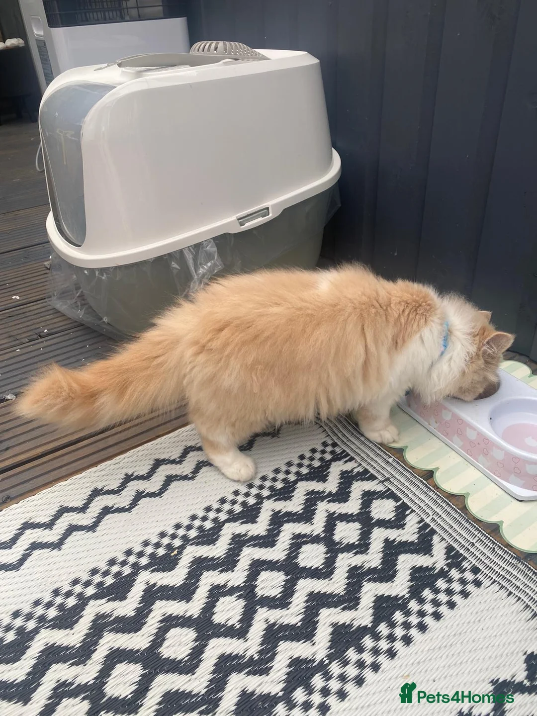 Persian cats for sale: Cute Persian looking for new home  in Dunstable - Advert 1
