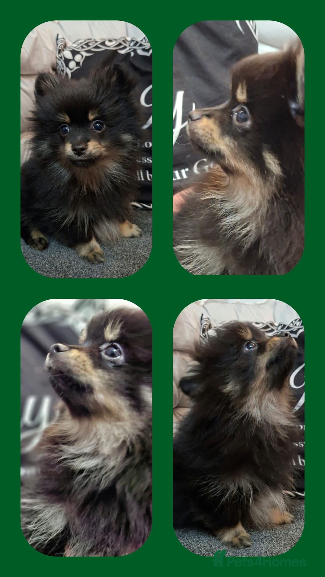 Pomeranian dogs Ready to leave last blk & tan & wlf sable boy - Advert 4