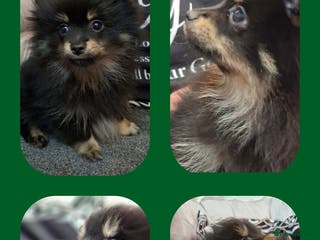 Pomeranian dogs Ready to leave last blk & tan & wlf sable boy - Advert 15