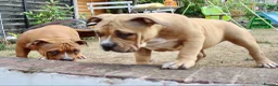 American Bully dogs for sale: American Pocket Bully’s  - Advert 19
