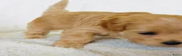 Maltipoo dogs for sale: Miniature Maltipoo Puppies - Advert 26