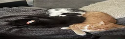 Mixed Breed cats for sale: Two beautiful kittens after hoems - Advert 2