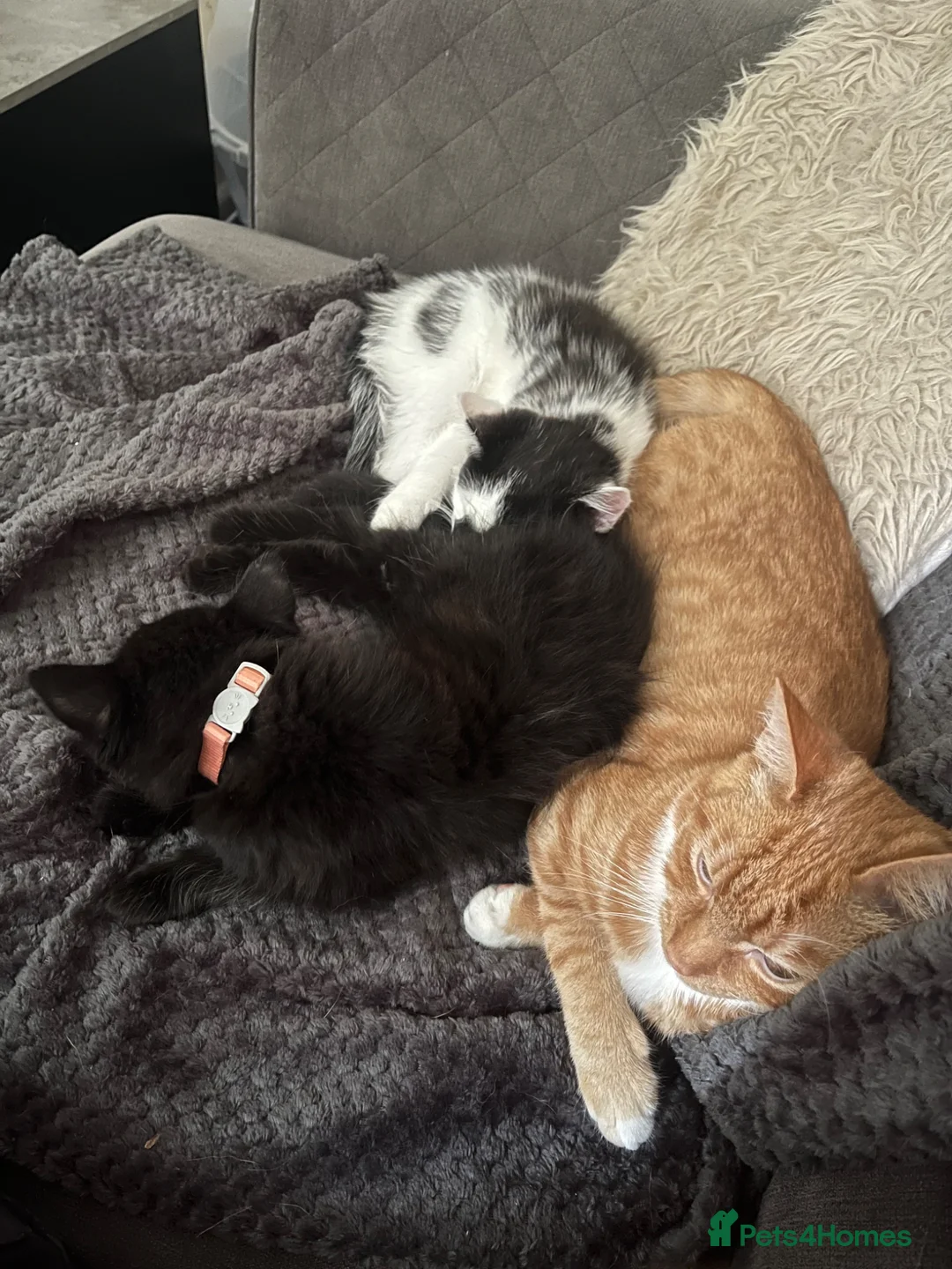 Mixed Breed cats for sale: Two beautiful kittens after hoems - Advert 2