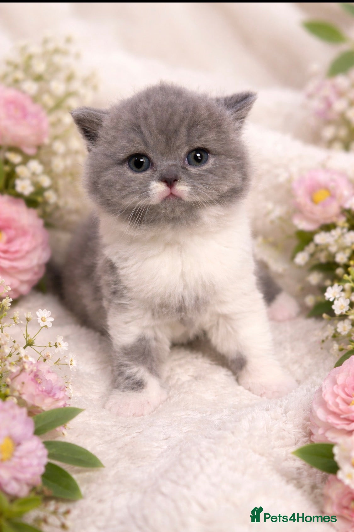 British Shorthair cats 🏆CHAMPIONSHIP BLOOD LINE PURE PEDIGREE BSH 🏆✨😻 - Advert 9