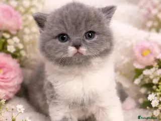 British Shorthair cats 🏆CHAMPIONSHIP BLOOD LINE PURE PEDIGREE BSH 🏆✨😻 - Advert 9