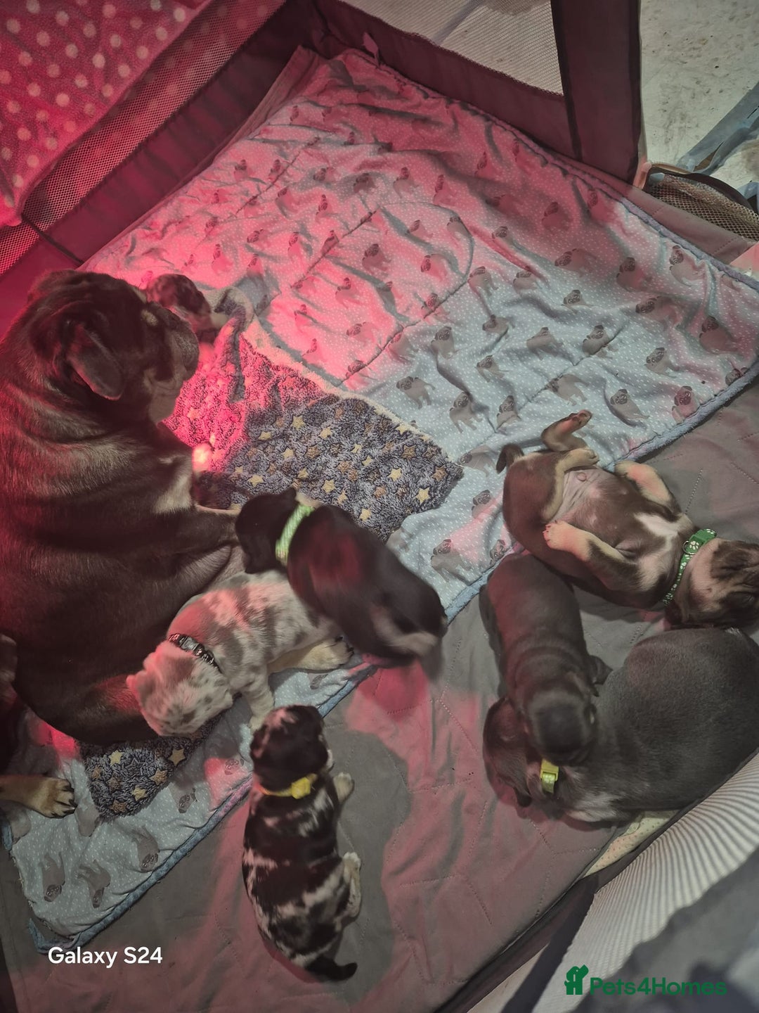 Pug dogs for sale: KC reg Pug puppies  - Advert 6