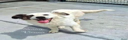 Mixed Breed dogs for adoption: Vienna, 10 yrs approx. Available for adoption. in Brixham - Advert 2