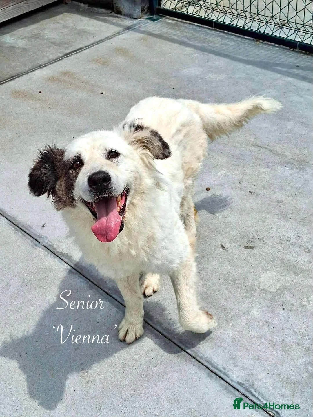 Mixed Breed dogs for adoption: Vienna, 10 yrs approx. Available for adoption. in Brixham - Advert 2