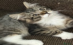 Mixed Breed cats for sale: Beautiful kittens  - Image 7