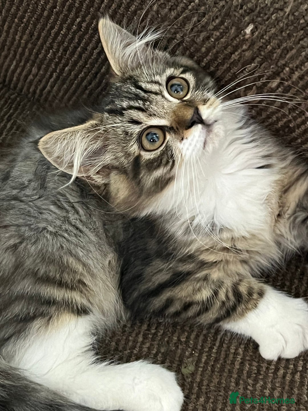 Mixed Breed cats for sale: Beautiful kittens  - Image 7