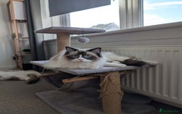 Ragdoll cats for sale: Beautiful Ragdoll Cats – Milo & Caramella - Advert 14