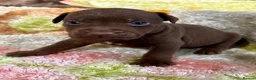 Patterdale Terrier dogs for sale: Quality Patterdale Pups Available  - Advert 6