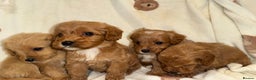 Cavapoo dogs for sale: Gorgous F1 Cavapoo puppies💙 - Advert 3