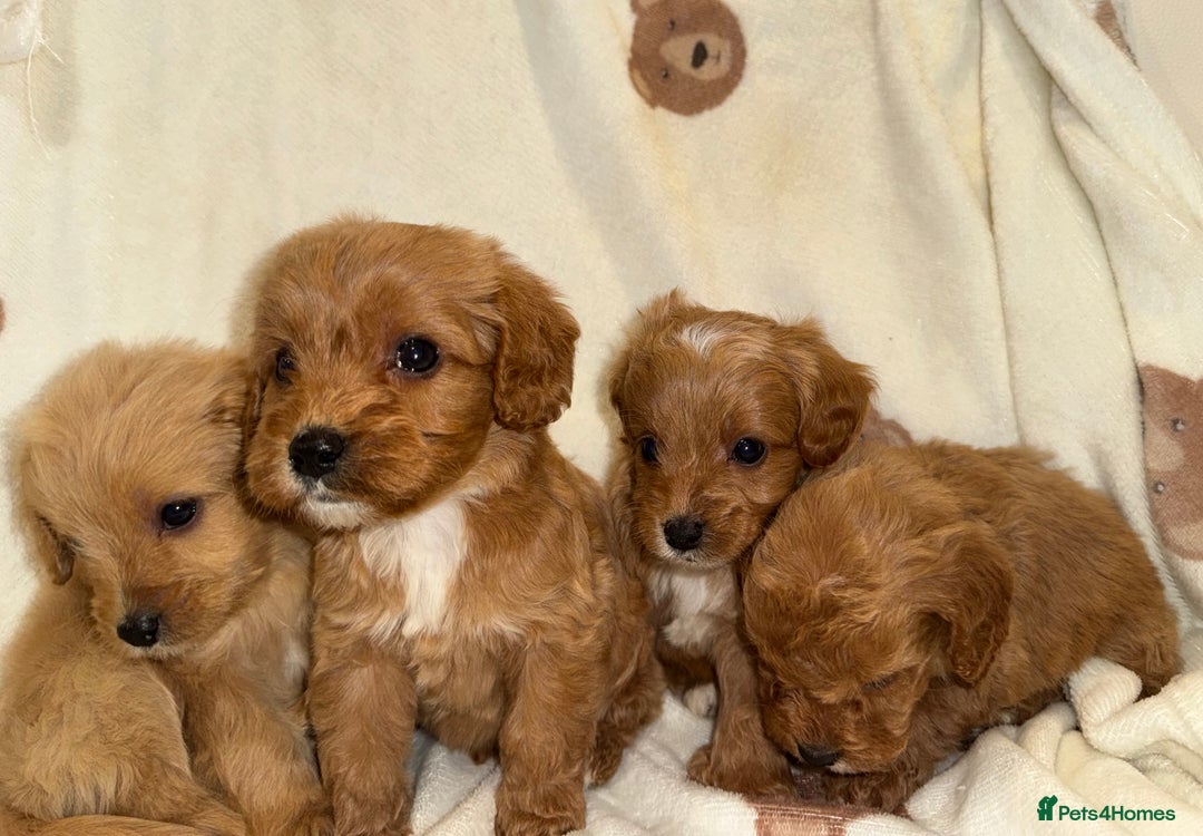 Cavapoo dogs for sale: Gorgous F1 Cavapoo puppies💙 - Advert 3