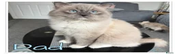 Ragdoll cats for sale: Adorable Ragdoll Kittens Ready for Reserving in Huntingdon - Advert 14
