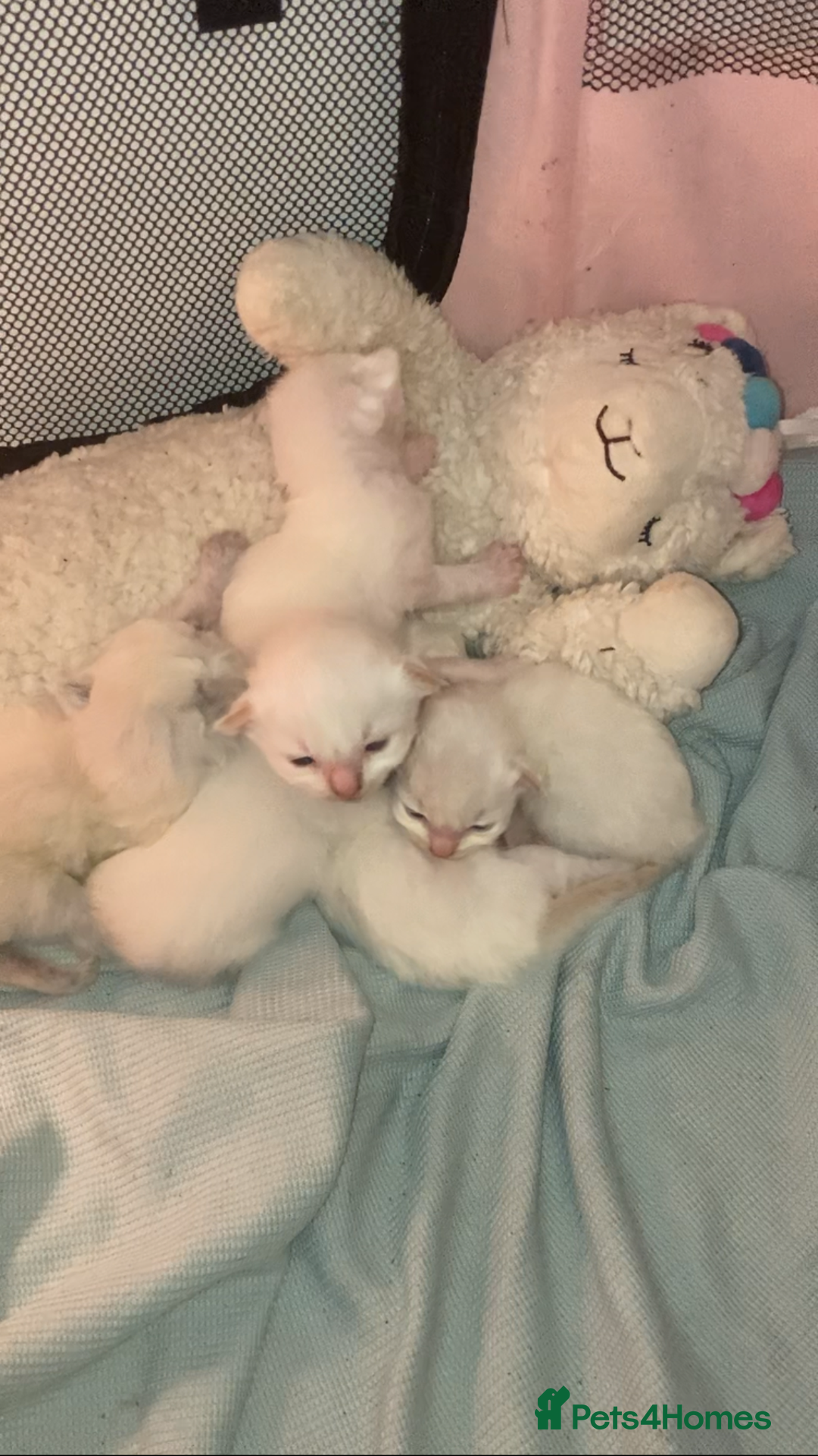 Ragdoll cats for sale: Beautiful Ragdoll kittens - Image 1