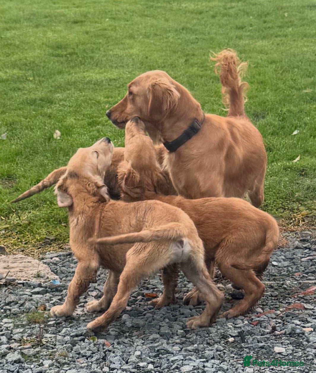 Golden Retriever dogs for sale: Beautiful KC dark gold healthy boys - Advert 2