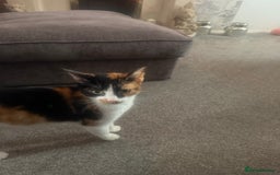 British Shorthair cats for sale: 4 kittens ready to go to there forever homes  - Image 1