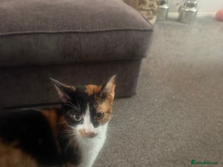 British Shorthair cats for sale - Advert 1