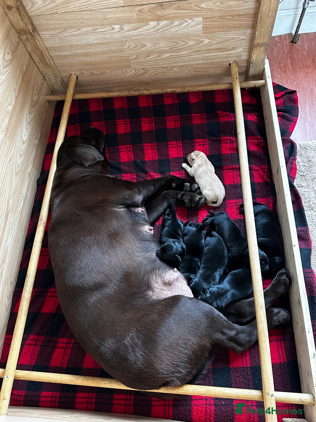 Labrador Retriever dogs for sale: Stunning KC Labrador puppies x 7 - Advert 2