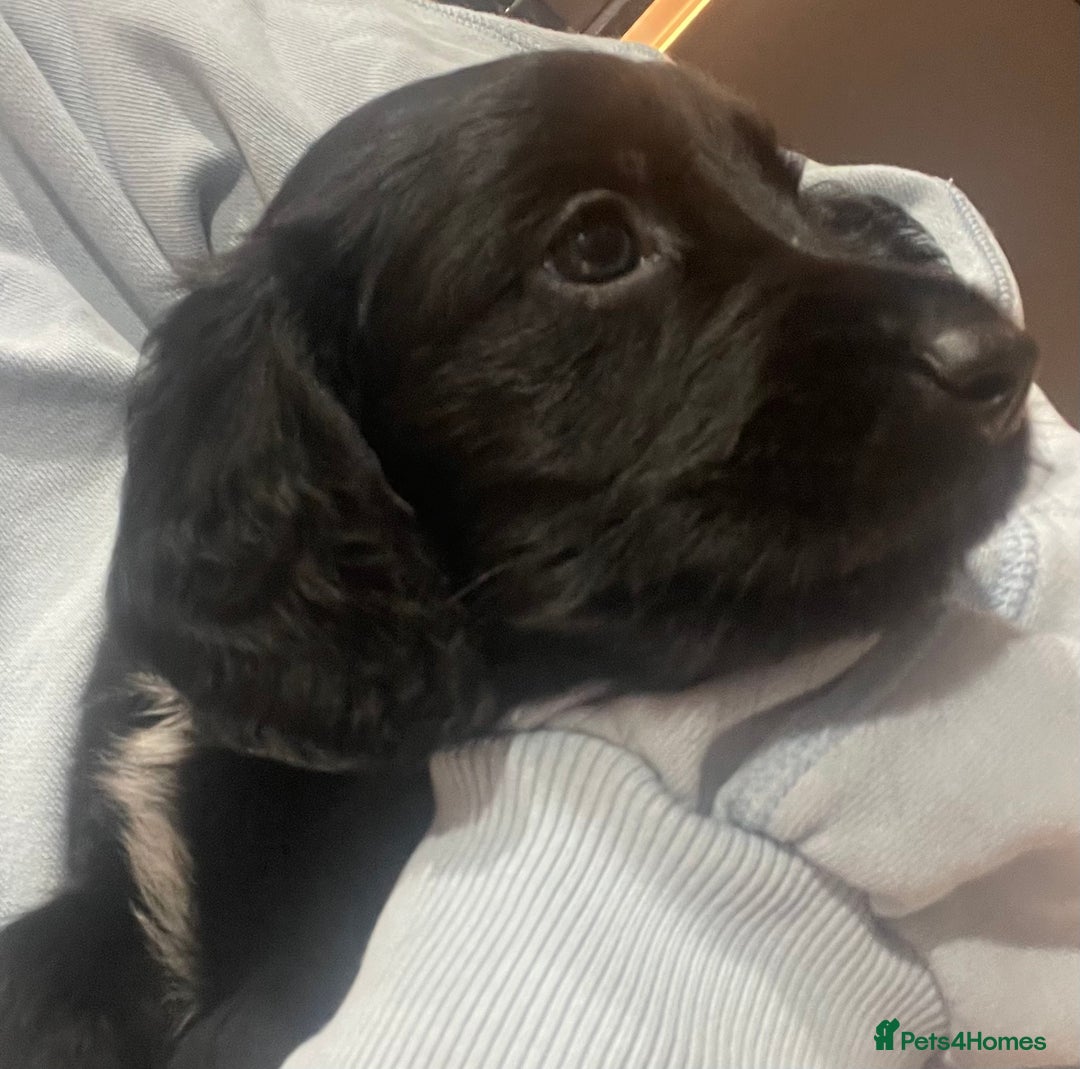 Mixed Breed dogs for sale: Cocker gold maraner - Image 4
