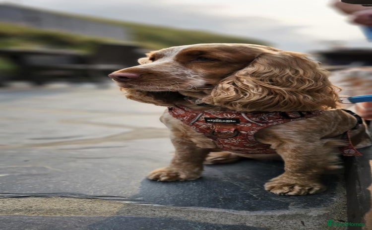 Cocker Spaniel dogs - Advert 2