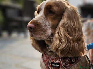 Cocker Spaniel dogs - Advert 15