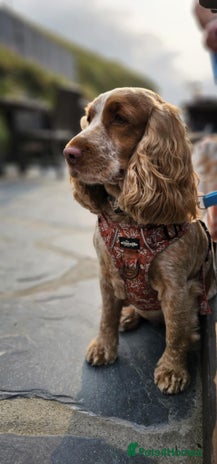 Cocker Spaniel dogs - Advert 2