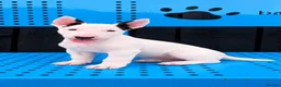 Bull Terrier dogs for sale: Beautiful English bull terrier female puppy  - Advert 3