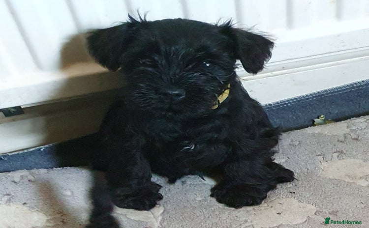 Miniature Schnauzer dogs - Advert 14