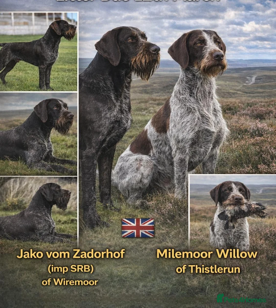 German Wirehaired Pointer dogs for sale: German Wirehaired Pointer puppies  - Advert 2