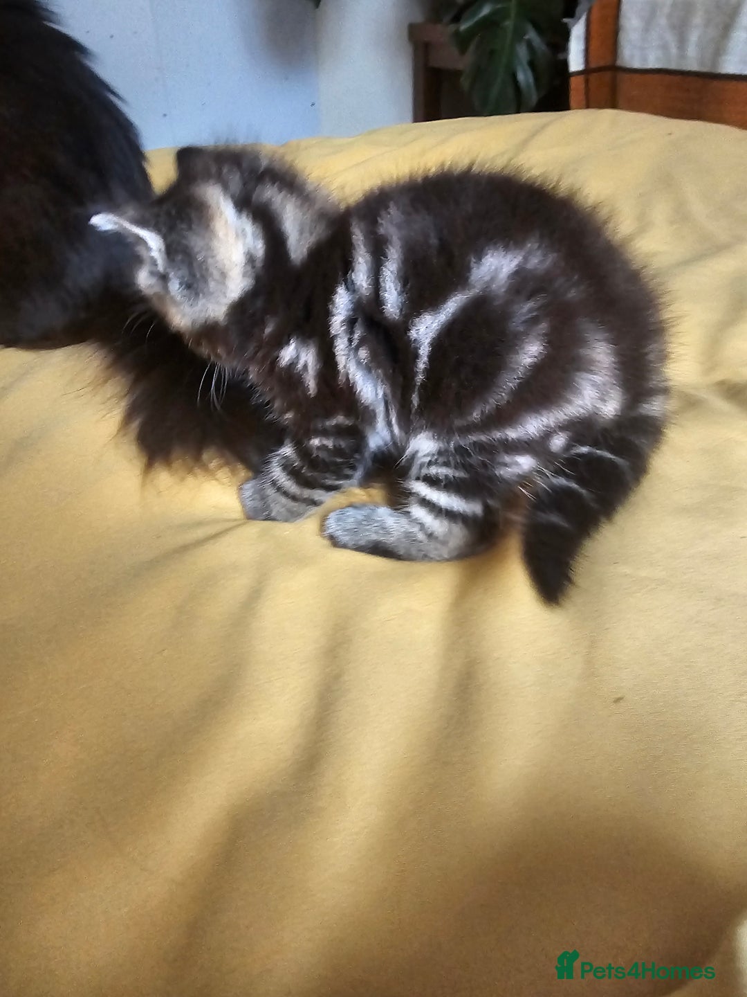 Toybob cats for sale: Bengal / Ragdoll  - Image 3