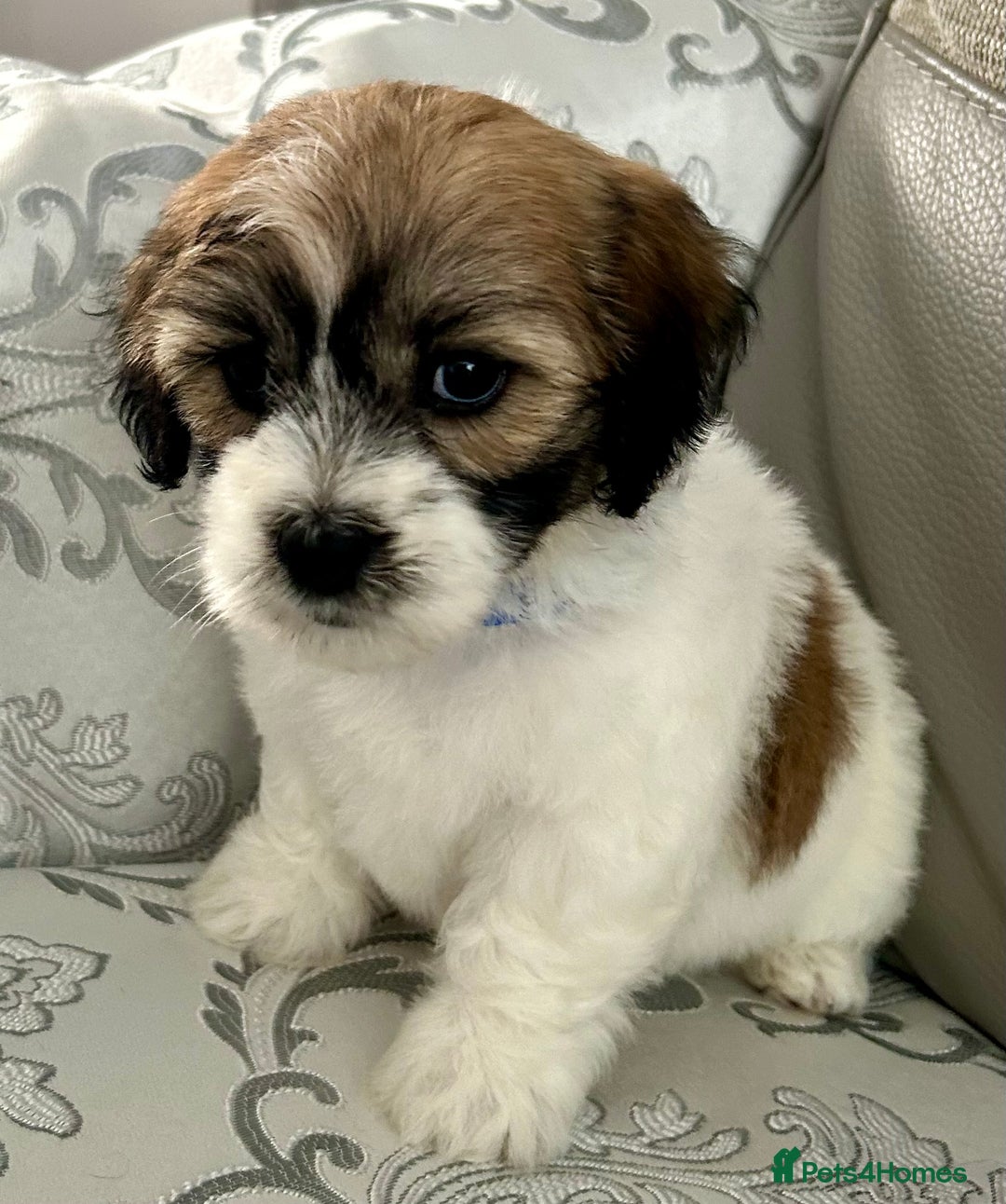 Mixed Breed dogs for sale: La Chon Puppies!  - Image 12