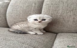 Scottish Fold cats for sale: Chunky Scottish fold boy  - Image 3