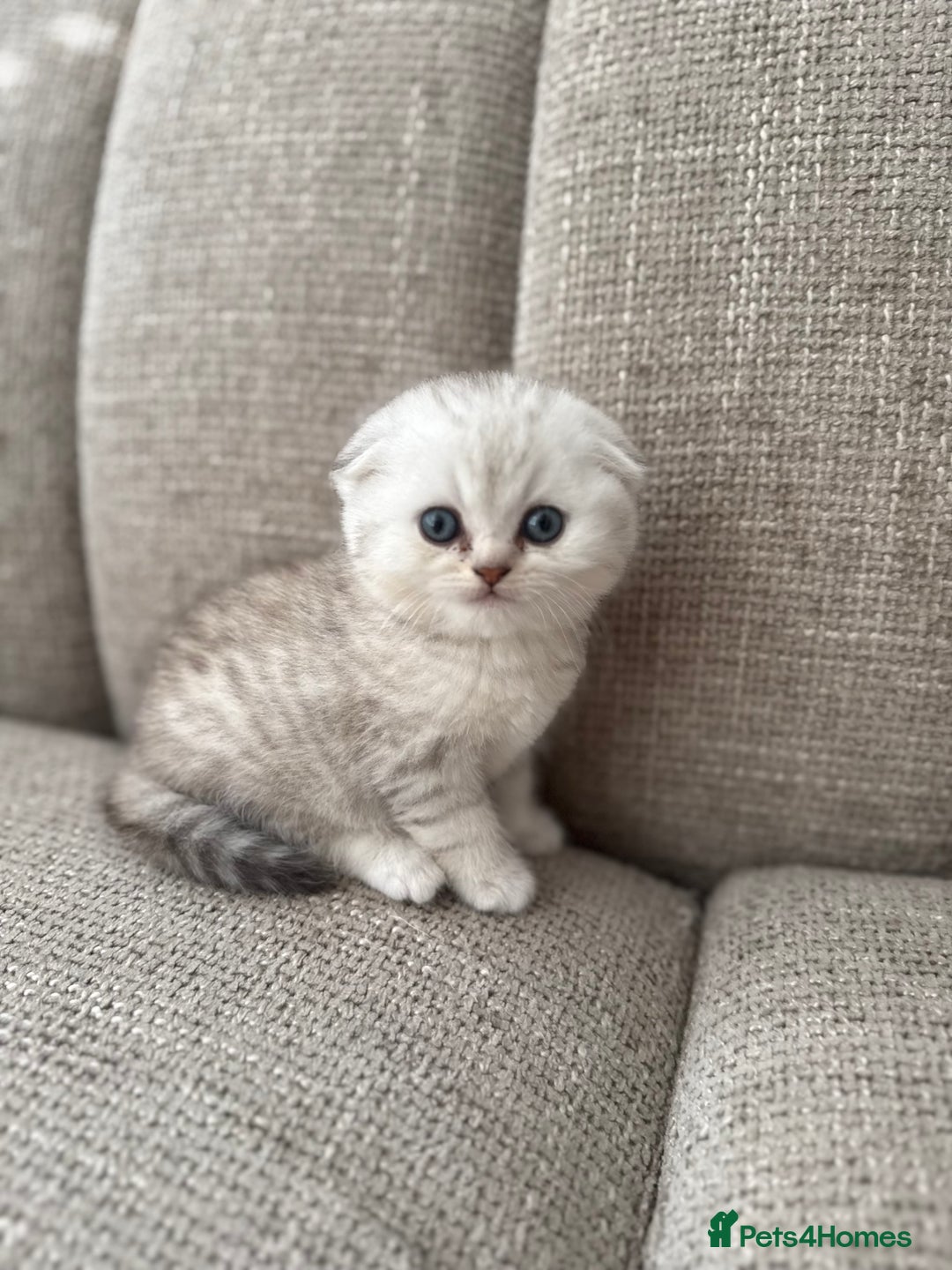 Scottish Fold cats for sale: Chunky Scottish fold boy  - Image 3