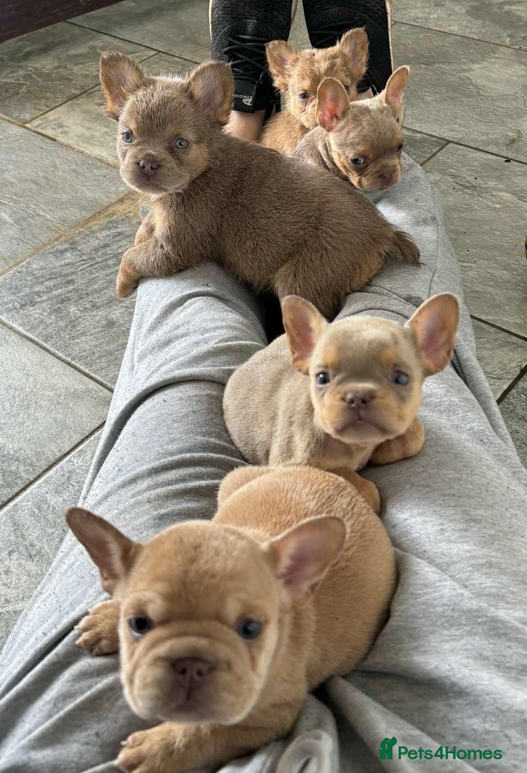 French Bulldog dogs for sale: Fluffy French Bulldogs/DNA Tested Parents  - Image 26