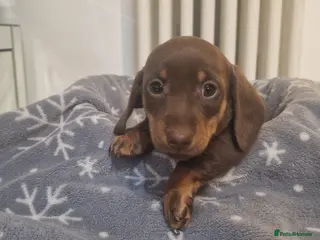 Miniature Dachshund dogs NICE PUPPPIES MINI DACHSHUND - Advert 1