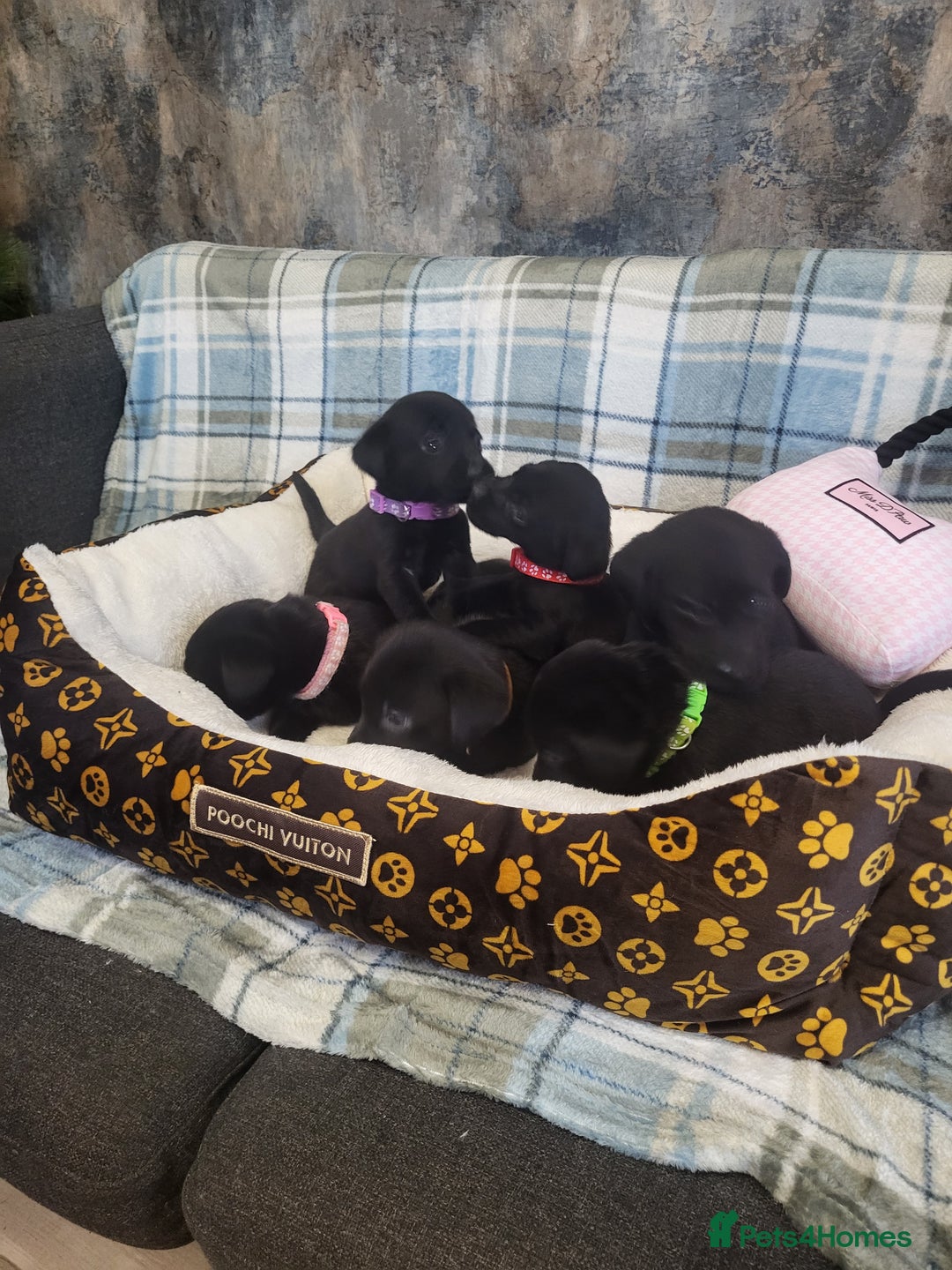 Labrador Retriever dogs for sale: KC registered Labrador Retriever puppies - Advert 4