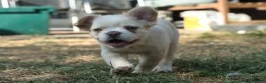 Female Fluffy Frenchie 4 